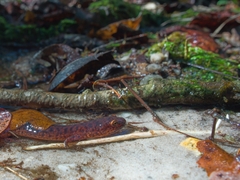 Pseudotriton ruber