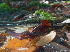 Pseudotriton ruber