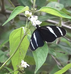 Heliconius antiochus