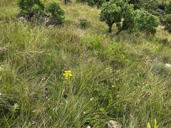 Berkheya rhapontica