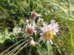 Athrixia phylicoides