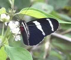Heliconius antiochus