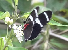Heliconius antiochus