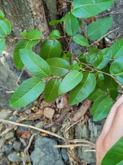 Coccoloba microstachya