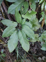Heptapleurum heptaphyllum