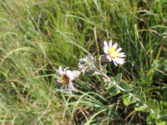 Athrixia phylicoides