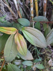 Melastoma sanguineum