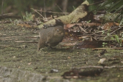 Sciuromorpha