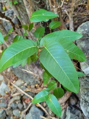 Coccoloba microstachya