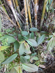Melastoma sanguineum