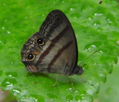 Cissia terrestris