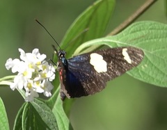 Heliconius sara