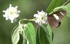 Heliconius sara