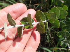 Athrixia phylicoides