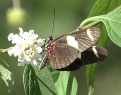 Heliconius sara