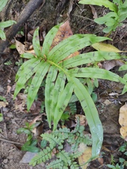 Blechnum orientale