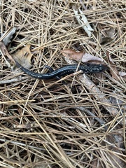 Plethodon