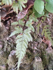 Pteris dispar