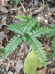 Adiantum flabellulatum