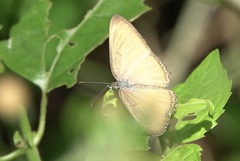 Mestra hersilia