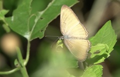 Mestra hersilia