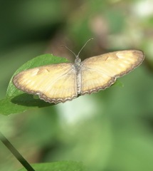 Mestra hersilia
