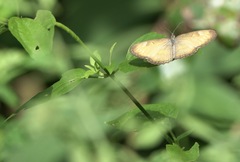 Mestra hersilia