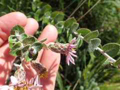 Athrixia phylicoides