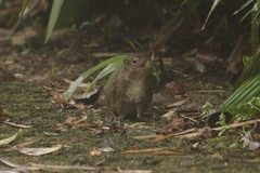 Sciuromorpha