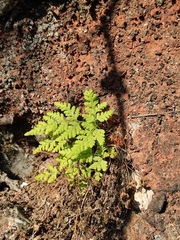 Hypodematium crenatum