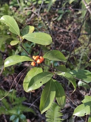 Ichnocarpus frutescens