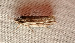 Leistarcha scitissimella