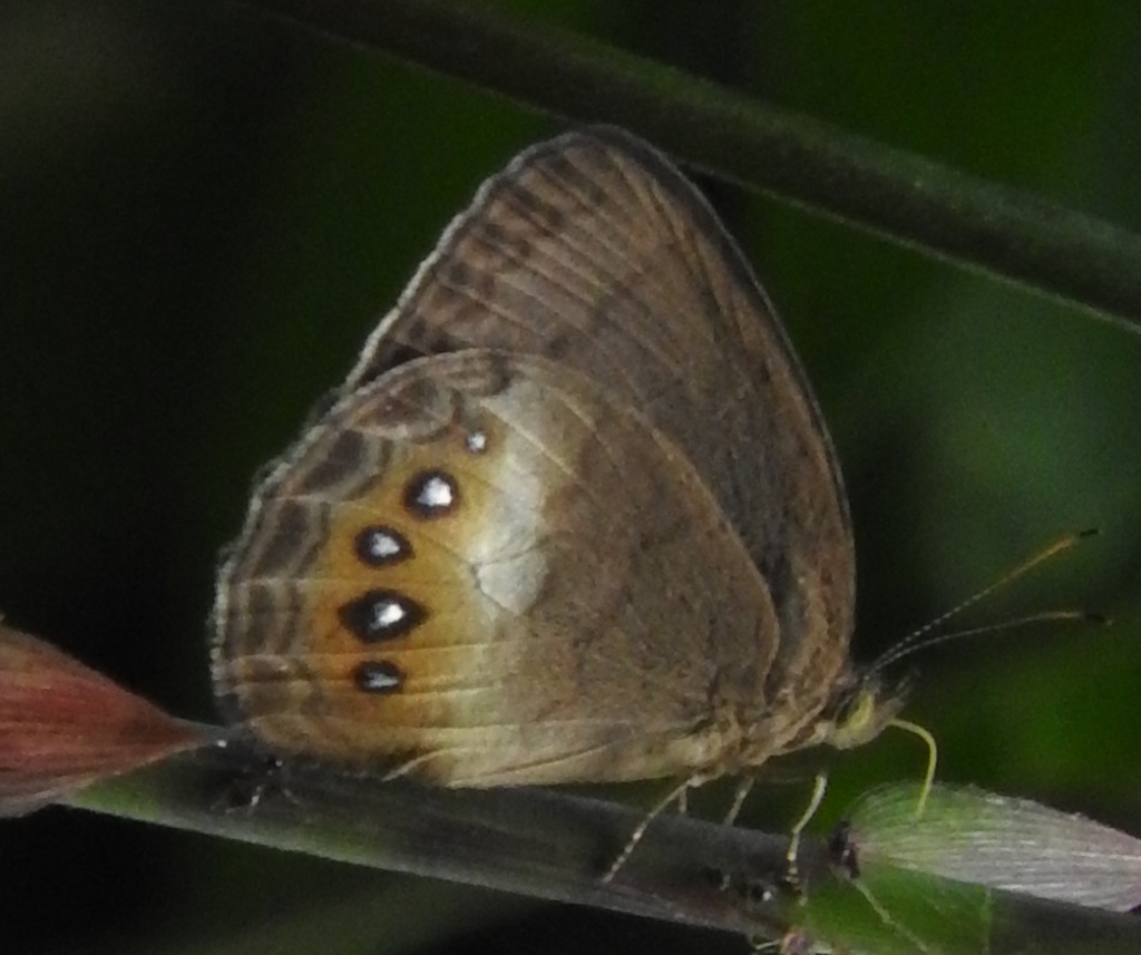 Euptychia insignis