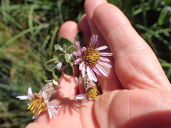 Athrixia phylicoides