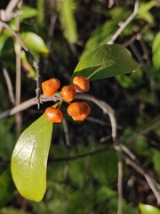 Ichnocarpus frutescens