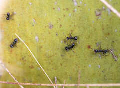 Dolichoderus thoracicus