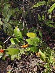 Ichnocarpus frutescens