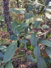 Machilus