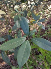 Machilus