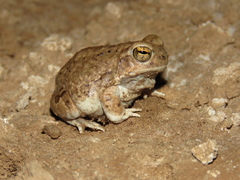 Pleurodema nebulosum