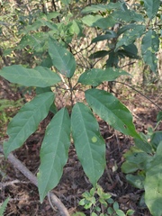 Heptapleurum heptaphyllum