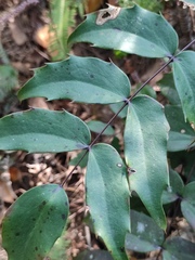 Berberis bealei