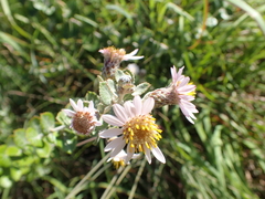 Athrixia phylicoides