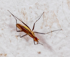 Neriidae