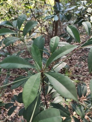 Ardisia crenata