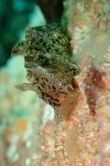 Dolabella auricularia