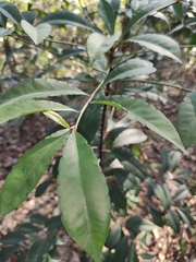 Ardisia crenata
