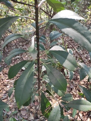 Ardisia crenata