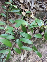 Smilax lanceifolia opaca