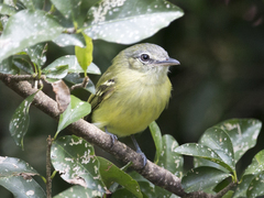 Tolmomyias sulphurescens